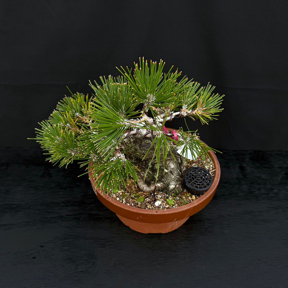 35+ Year Old Exposed Root Gerald Rainville Japanese Black Pine No