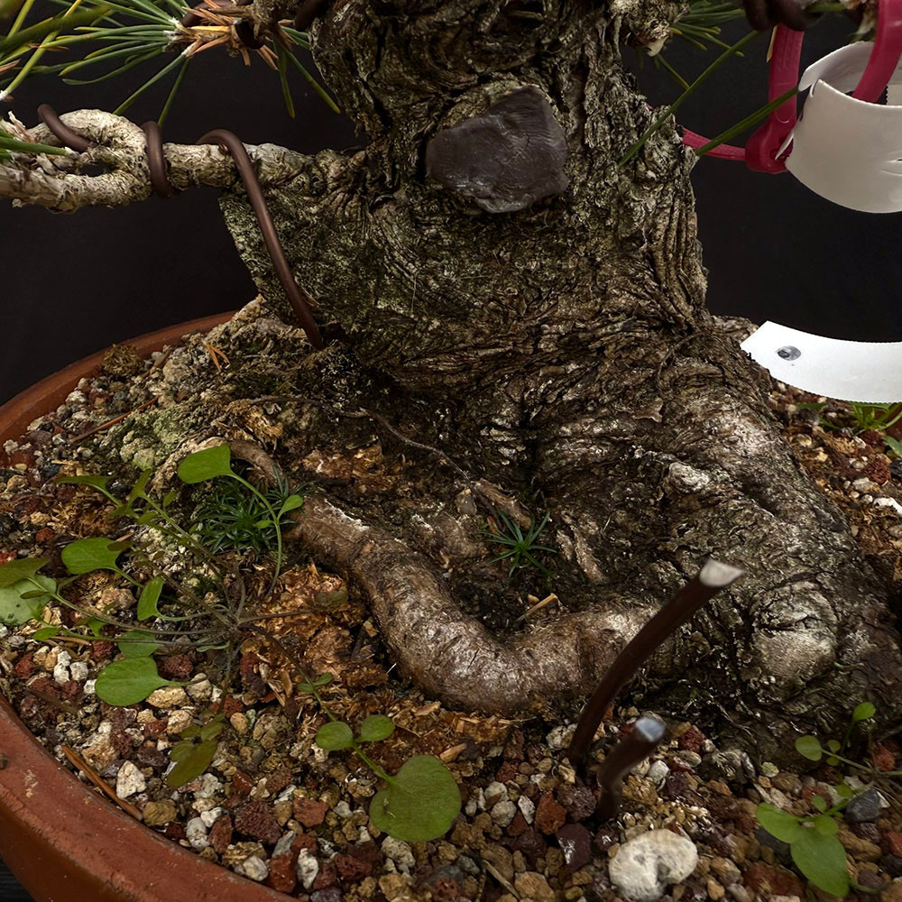 35+ Year Old Exposed Root Gerald Rainville Japanese Black Pine No