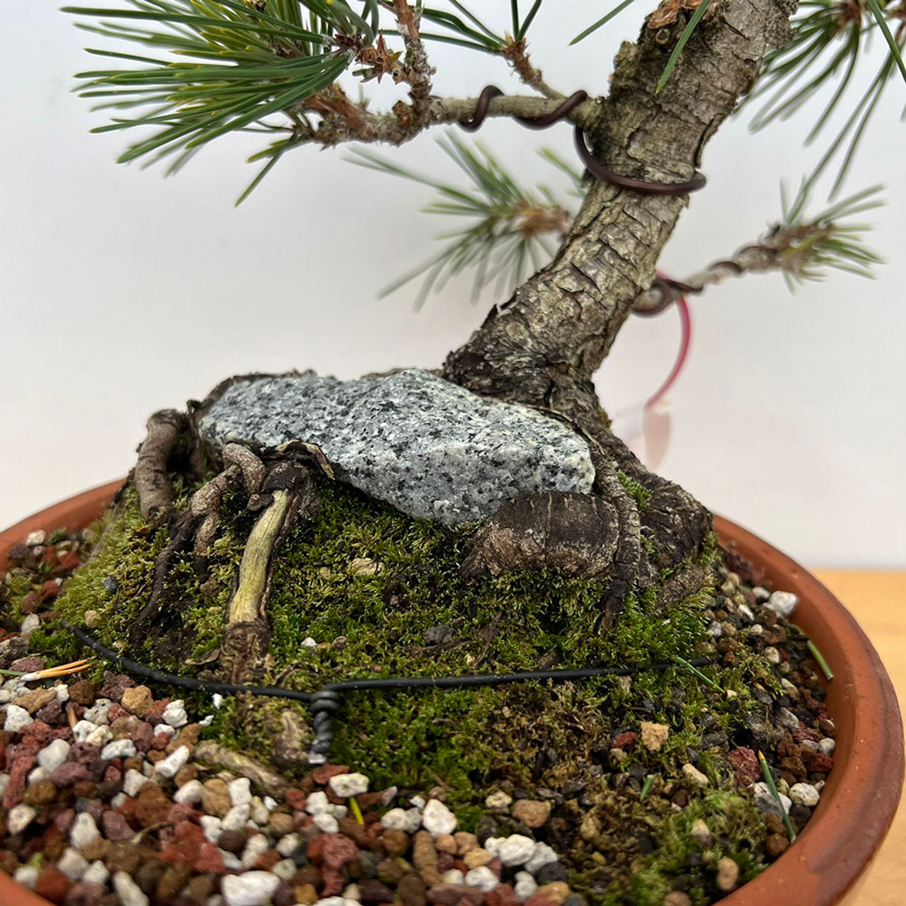 20 Year Old Exposed Root Gerald Rainville Japanese Black
