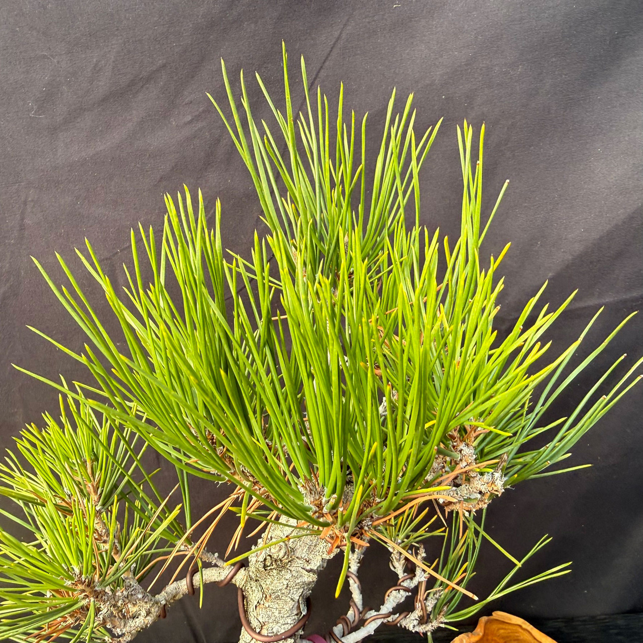 20 Year Old Exposed Root Gerald Rainville Japanese Black Pine No
