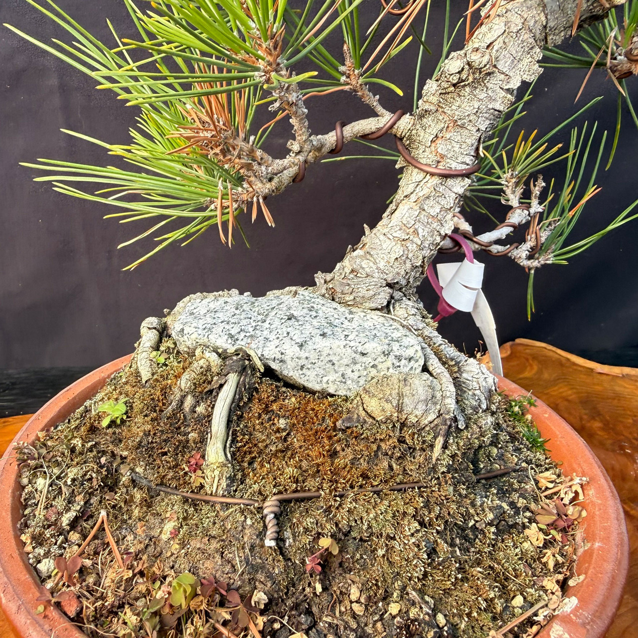20 Year Old Exposed Root Gerald Rainville Japanese Black Pine No. 15392