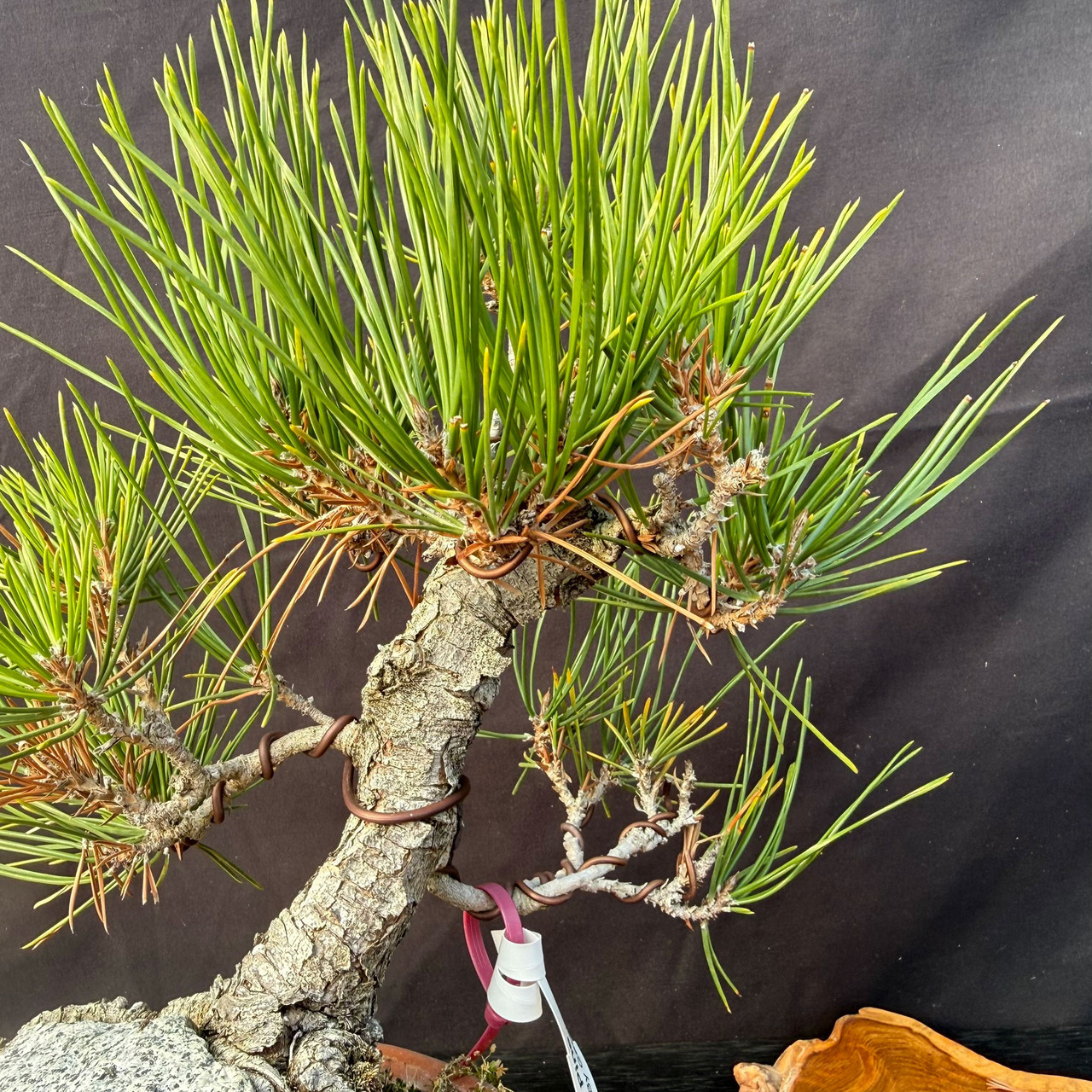 20 Year Old Exposed Root Gerald Rainville Japanese Black Pine No