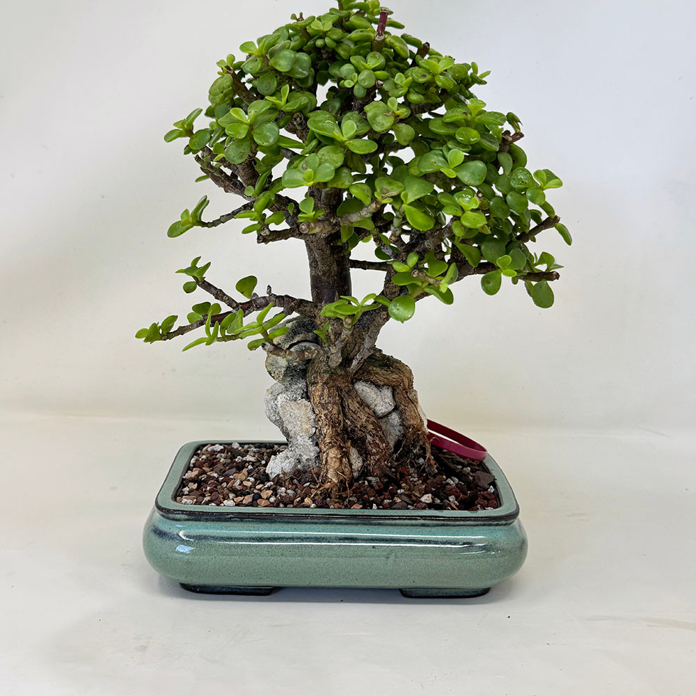 Root Over Rock Dwarf Jade in a Yixing Ceramic Pot No. 19696