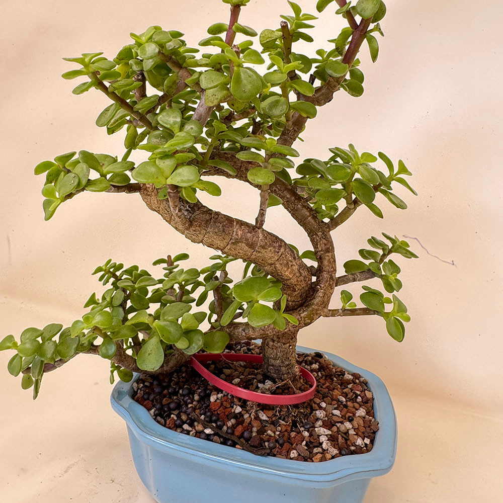 Funky and Twisted Dwarf Jade in a Yixing Ceramic Pot No. 19504