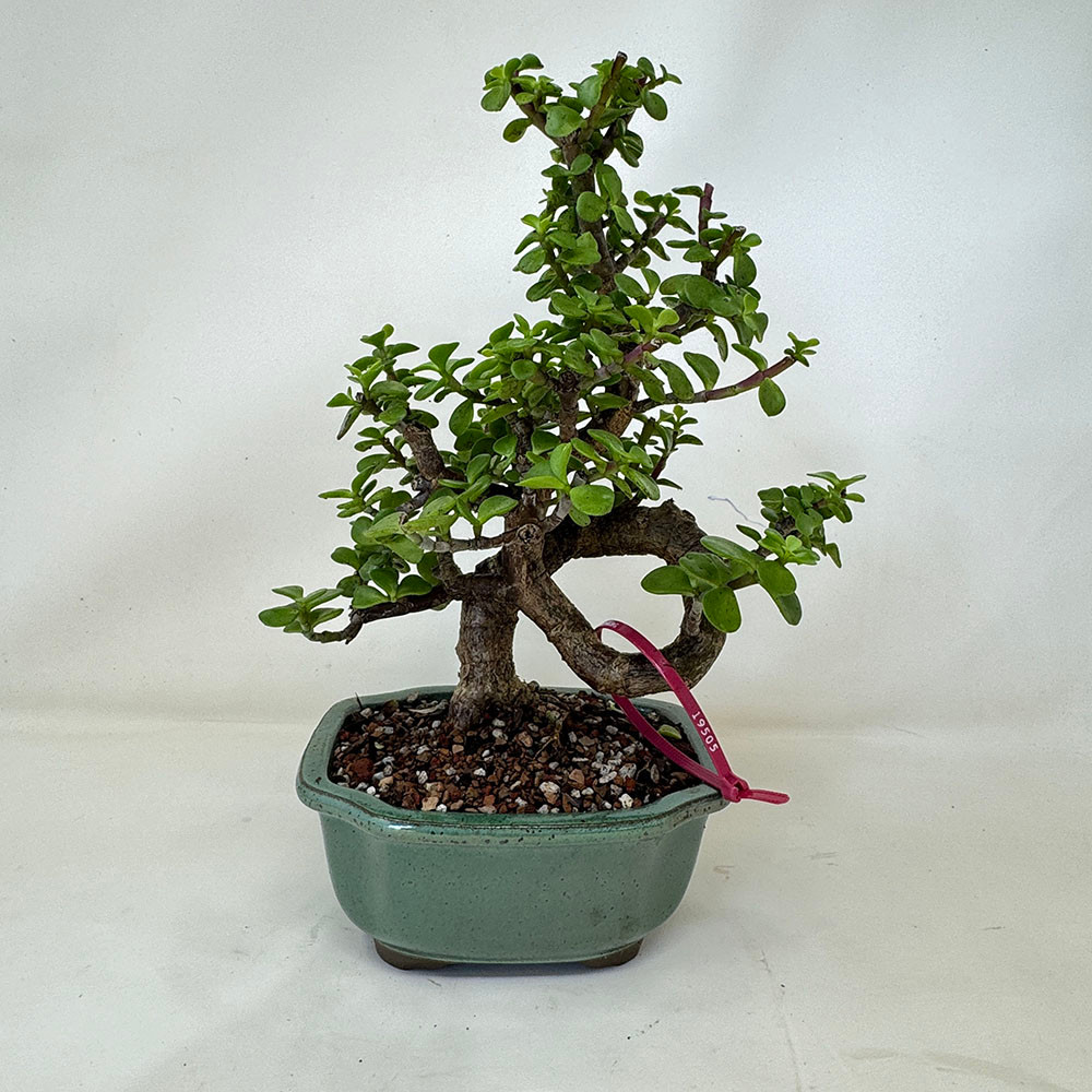 Funky and Twisted Dwarf Jade in a Yixing Ceramic Pot No. 19505 Funky and Twisted Dwarf Jade in a Yixing Ceramic Pot No. 19505