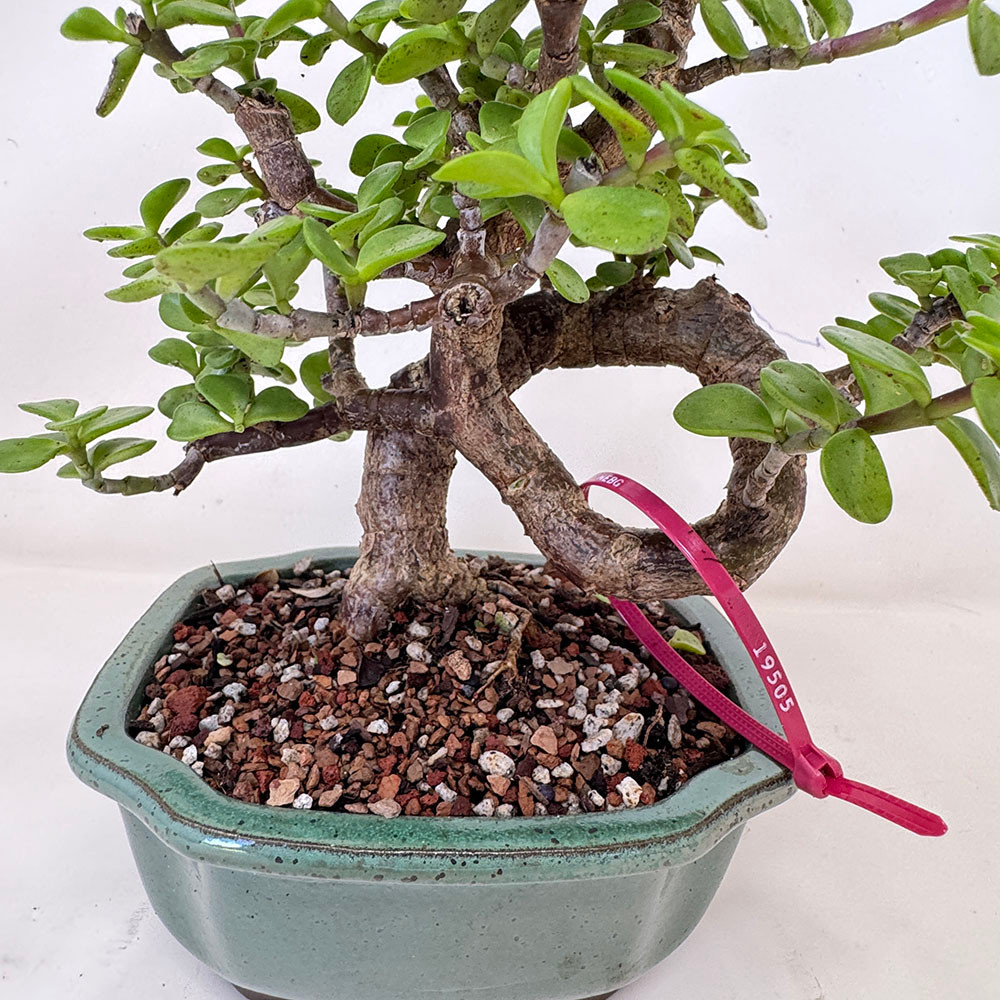 Funky and Twisted Dwarf Jade in a Yixing Ceramic Pot No. 19505