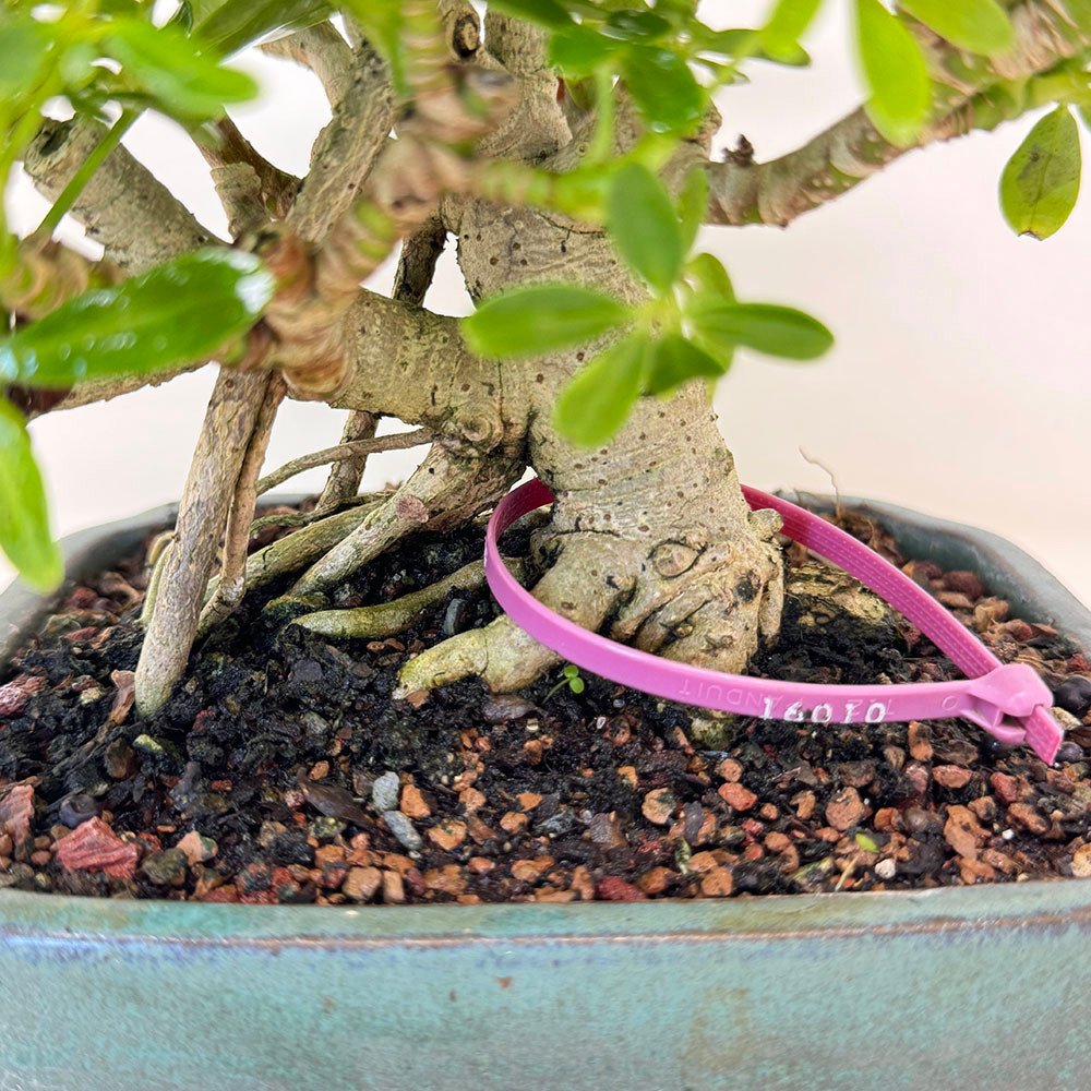 Shohin Hawaiian Umbrella Bonsai Tree (No. 16010) at Bonsai Outlet