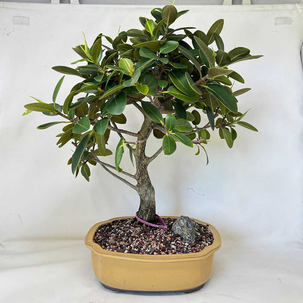 Port Jackson Ficus Bonsai Tree (No. 16658) at Bonsai Outlet