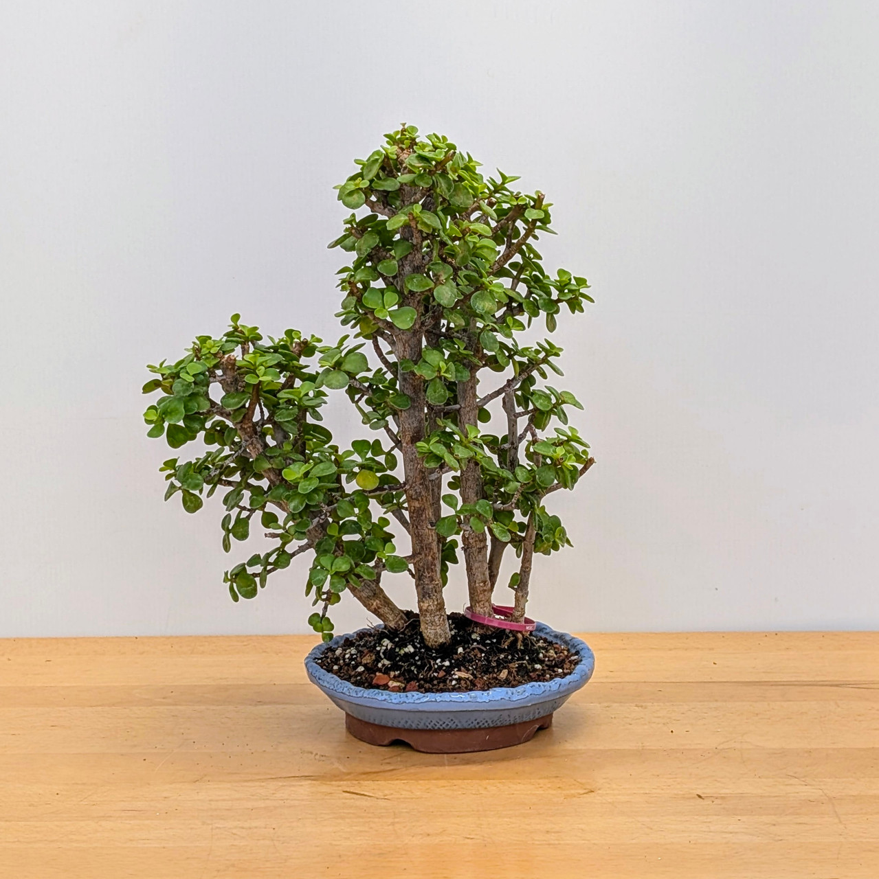 7 Tree Grove Dwarf Jade 'Portulacaria afra' in a Glazed Ceramic
