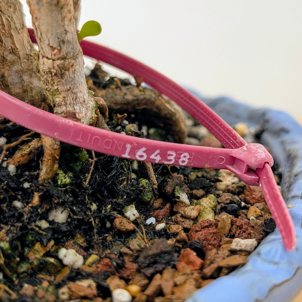 7 Tree Grove Dwarf Jade 'Portulacaria afra' in a Glazed Ceramic