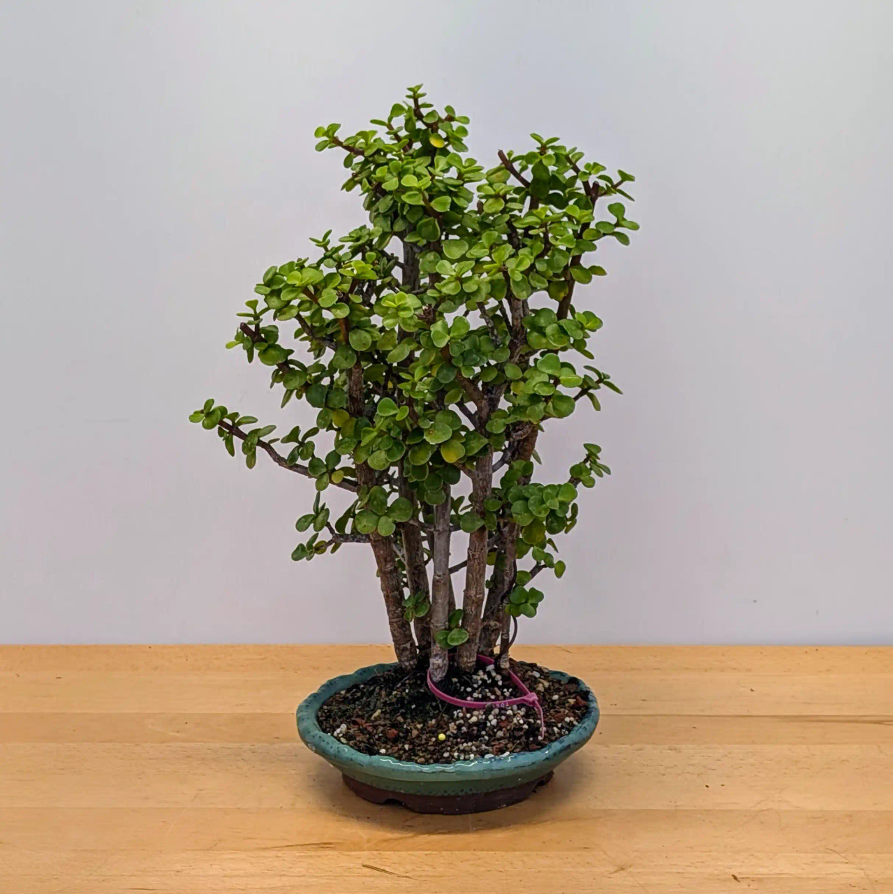 7 Tree Grove Dwarf Jade 'Portulacaria afra' in a Glazed Ceramic