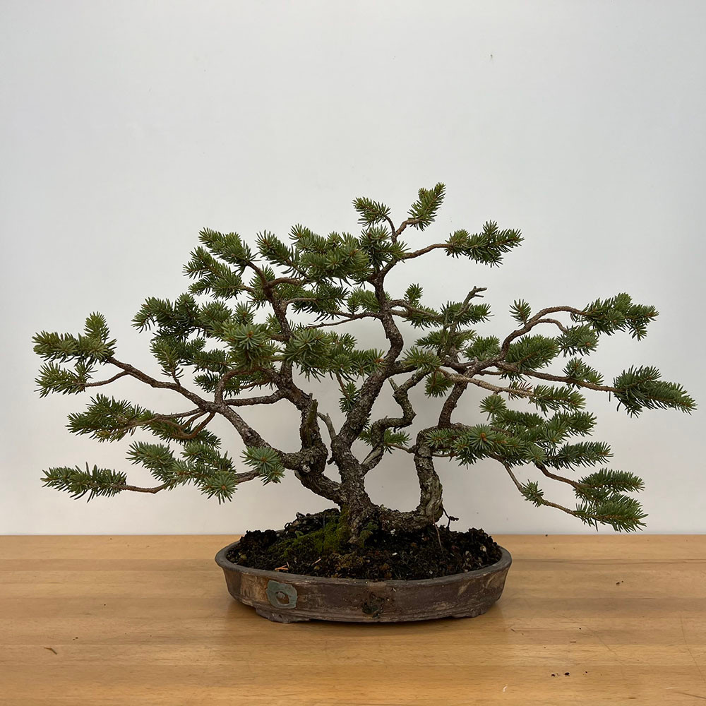 Collected Spruce in a Thor Holvila Ceramic Pot (No. 15328)