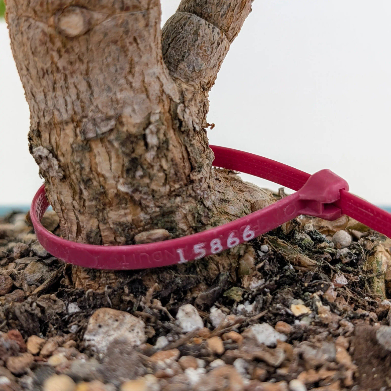 Dwarf Jade 'Portulacaria afra' in an Glazed Pot (No. 15866
