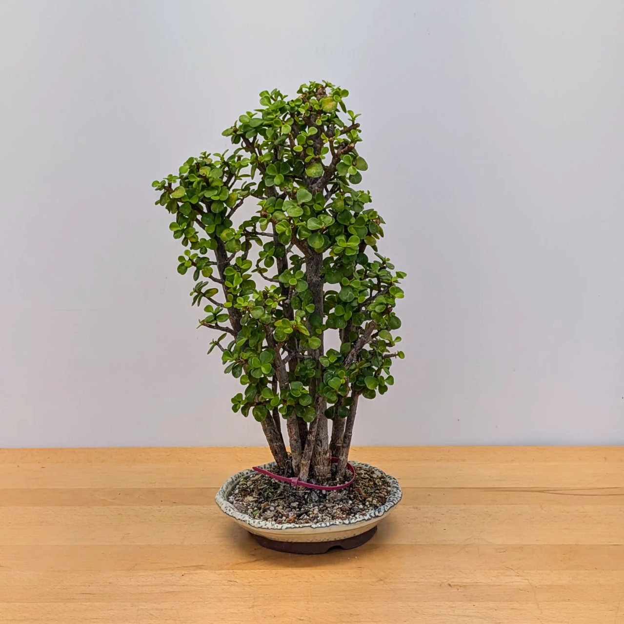 8 Tree Grove Dwarf Jade 'Portulacaria afra' in a Glazed Ceramic