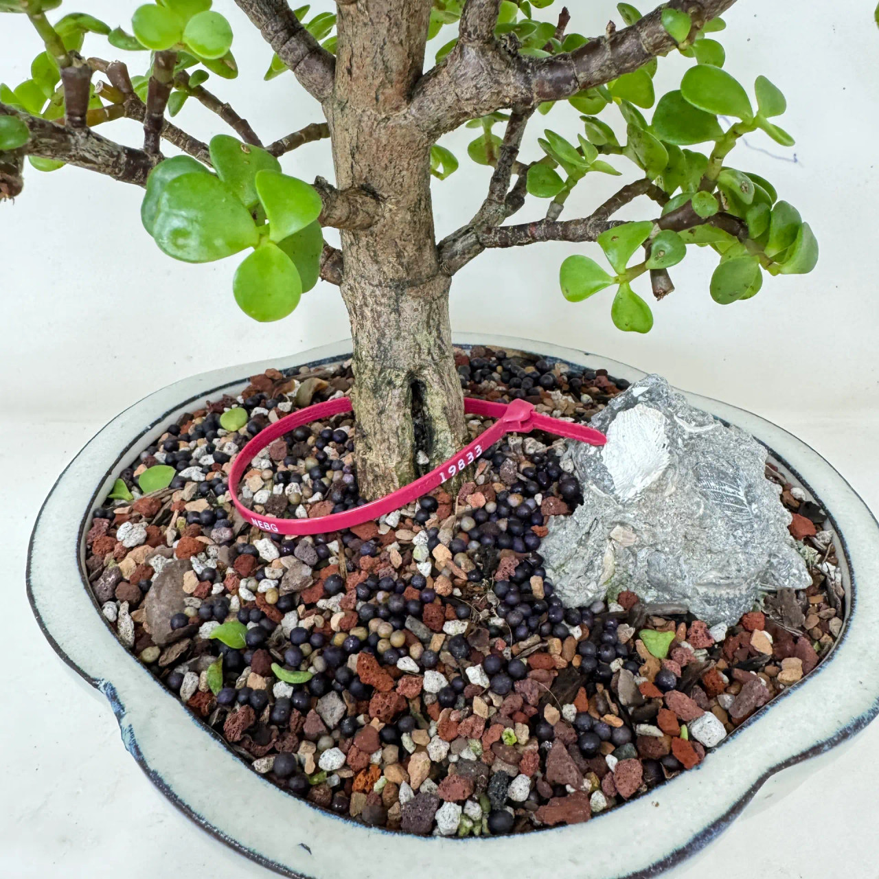 Dwarf Jade 'Portulacaria afra' in a Glazed Ceramic Pot (No. 19833