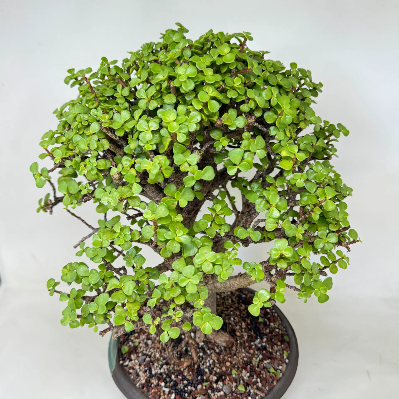 Dwarf Jade 'Portulacaria afra' in a Unglazed Ceramic Pot (No