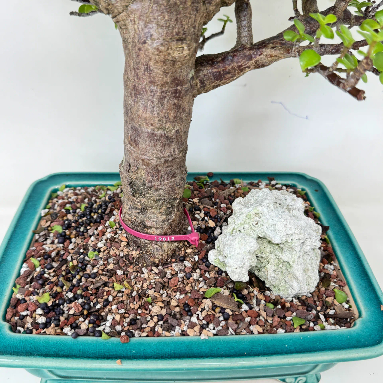 Dwarf Jade 'Portulacaria afra' in a Glazed Yixing Pot (No. 19812