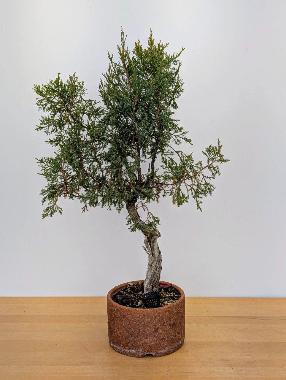 Rocky Mountain Juniper in a Handmade Pot (No. 17495) - Bonsai Outlet