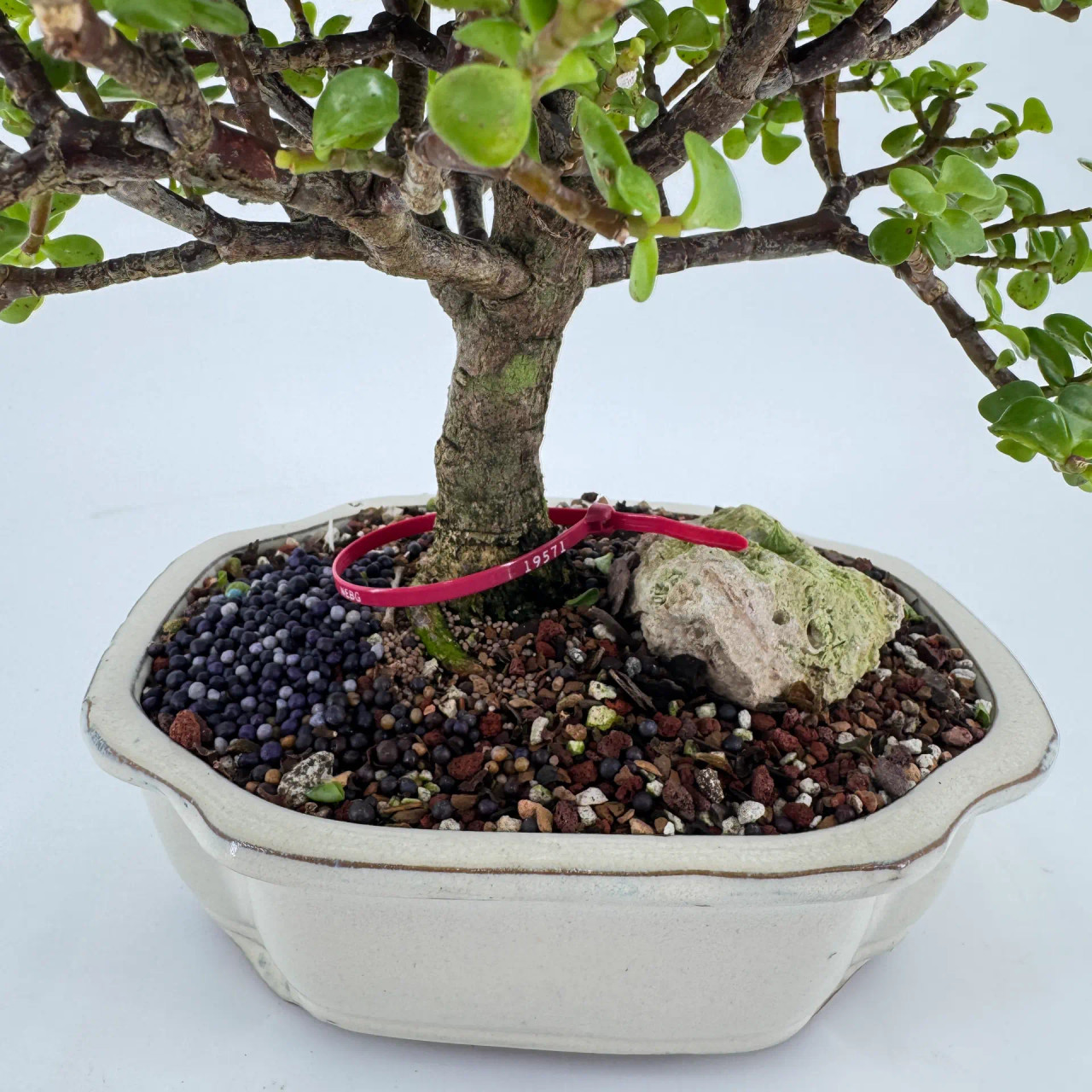 Dwarf Jade 'Portulacaria afra' in a Glazed Ceramic Pot (No. 19571