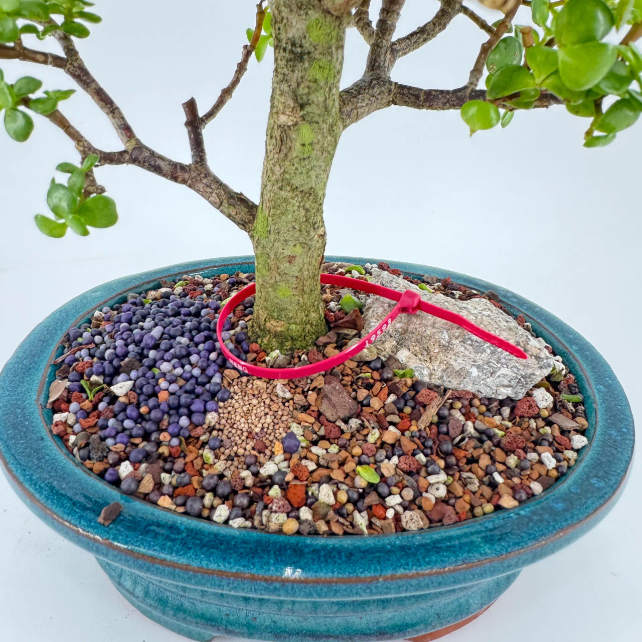 Dwarf Jade 'Portulacaria afra' in a Glazed Ceramic Pot (No. 19593