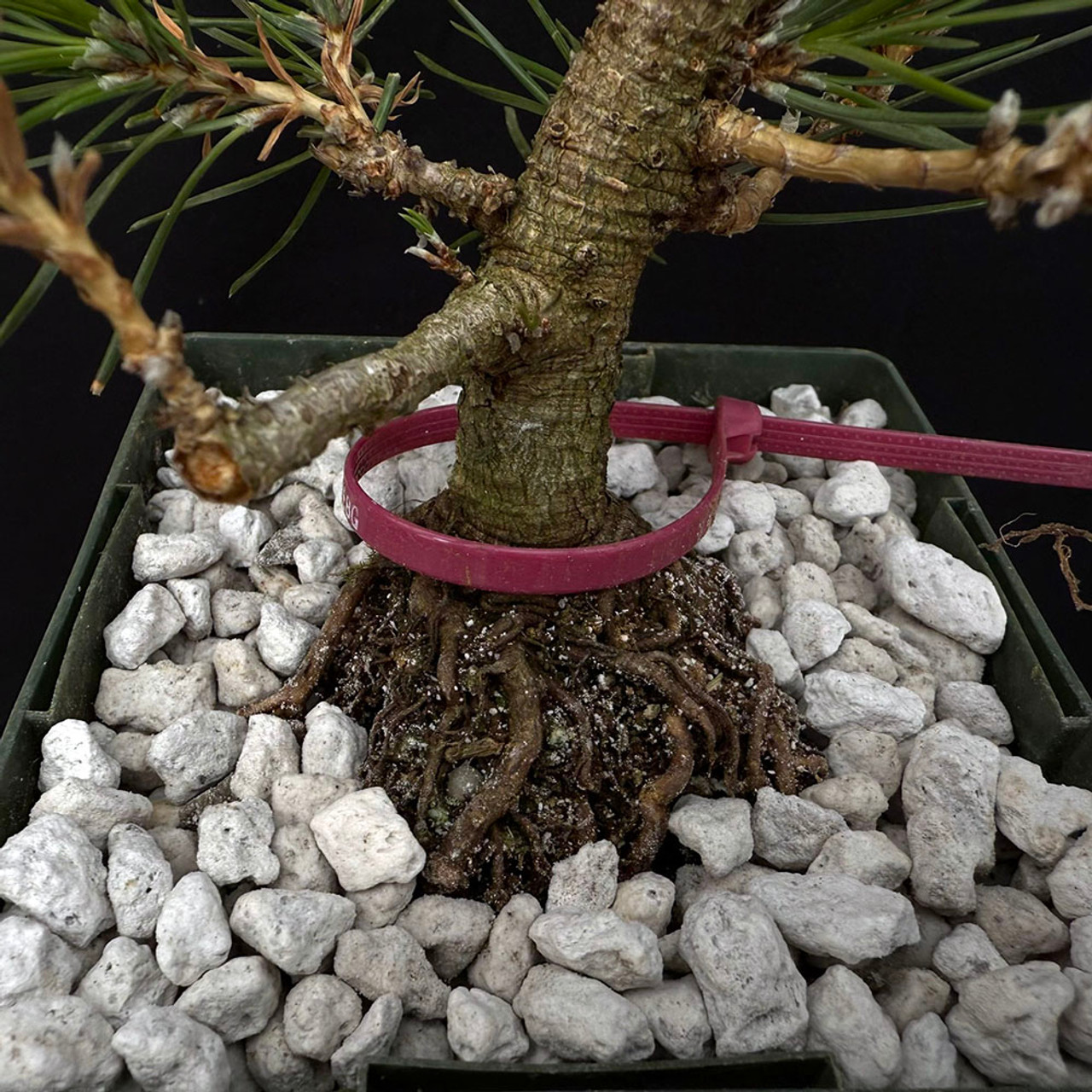 Twice Cut Mark Comstoc Japanese Black Pine Seedling Cuttings