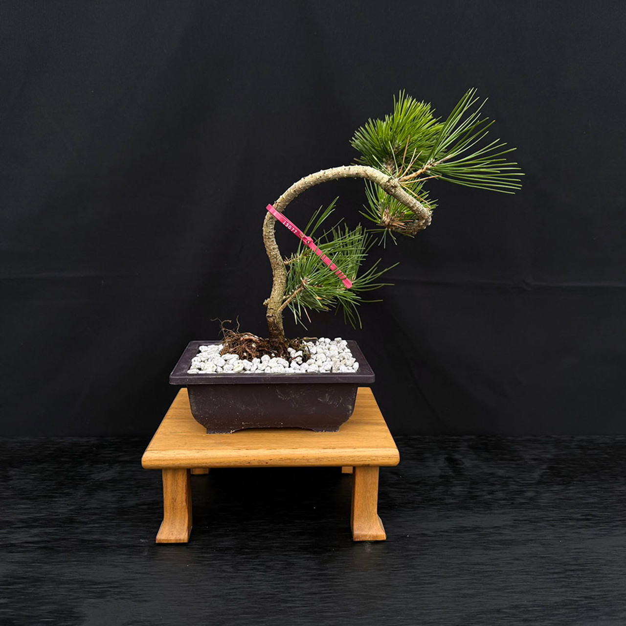 Twice Cut Mark Comstoc Japanese Black Pine Seedling Cuttings