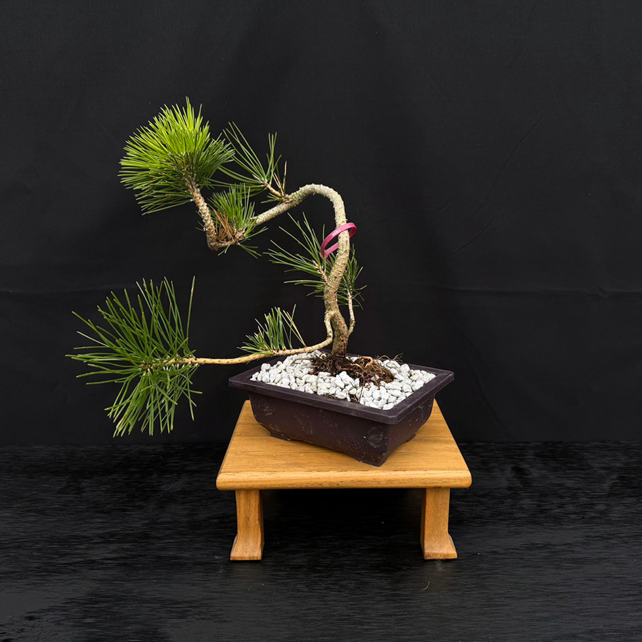 Twice Cut Mark Comstoc Japanese Black Pine Seedling Cuttings