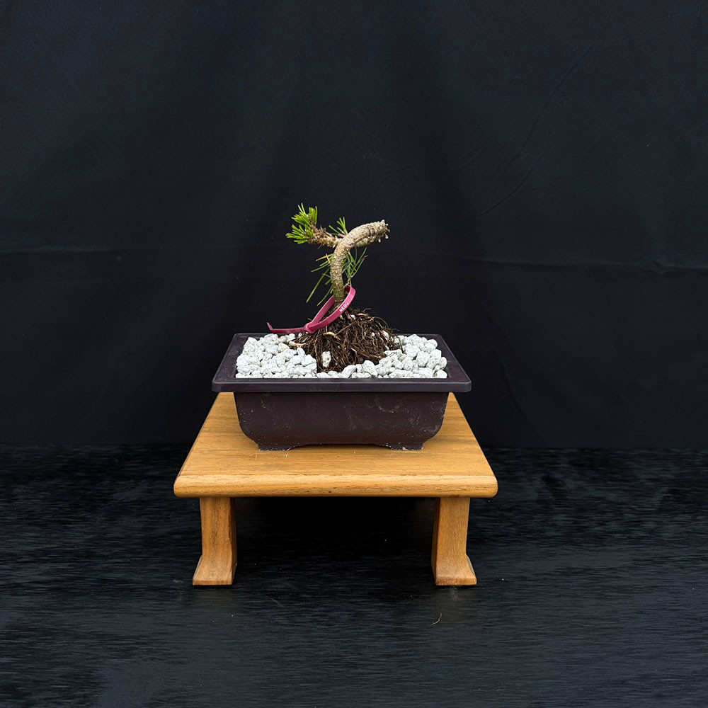 Twice Cut Mark Comstoc Japanese Black Pine Seedling Cuttings