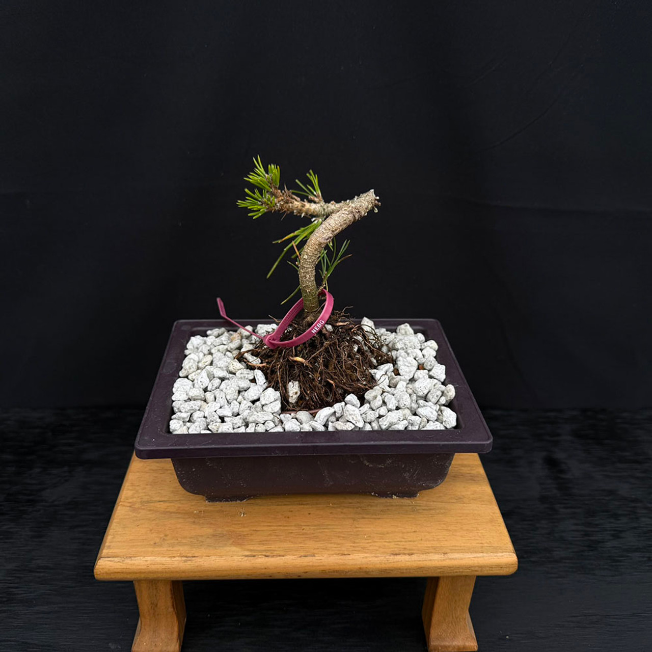 Twice Cut Mark Comstoc Japanese Black Pine Seedling Cuttings