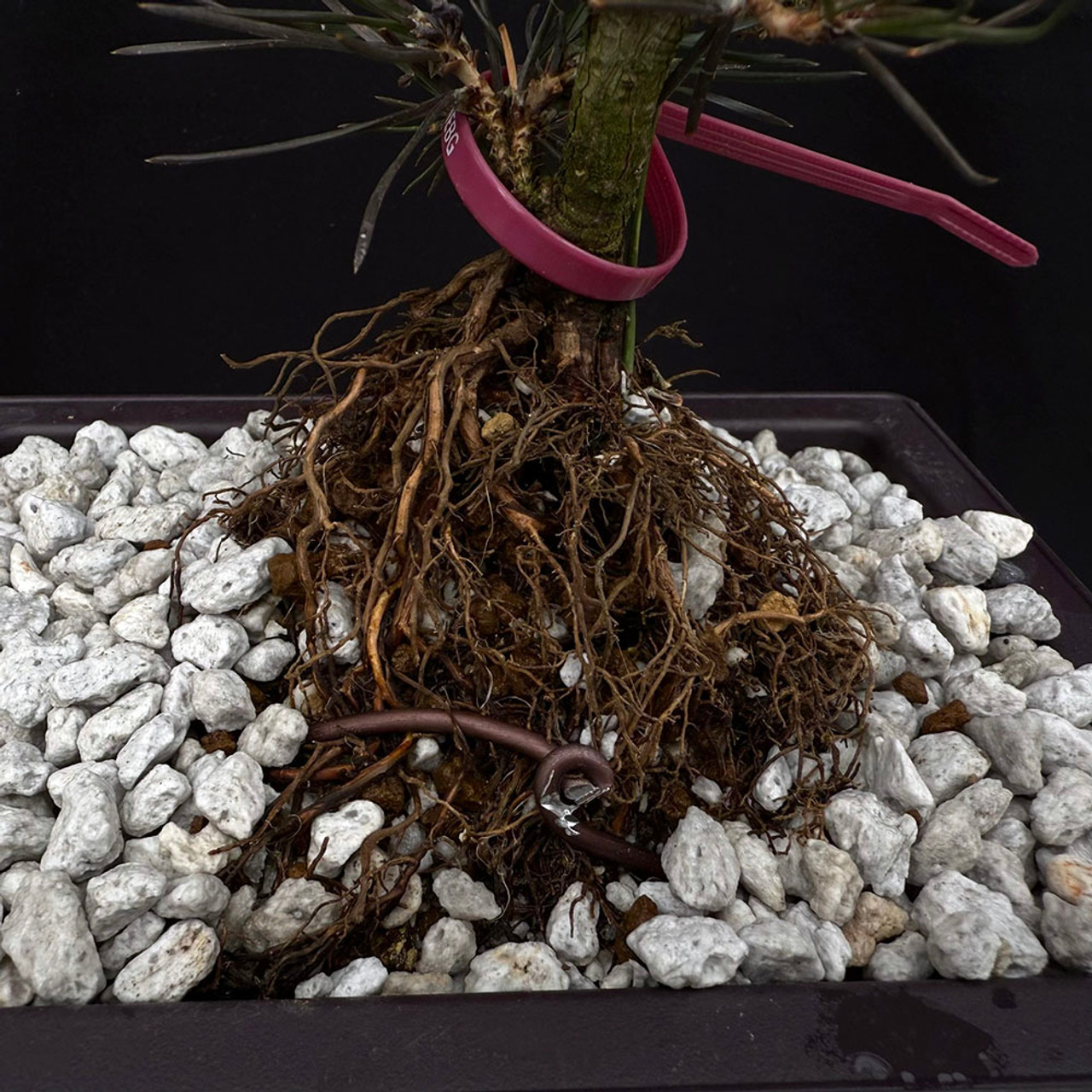 Twice Cut Mark Comstoc Japanese Black Pine Seedling Cuttings