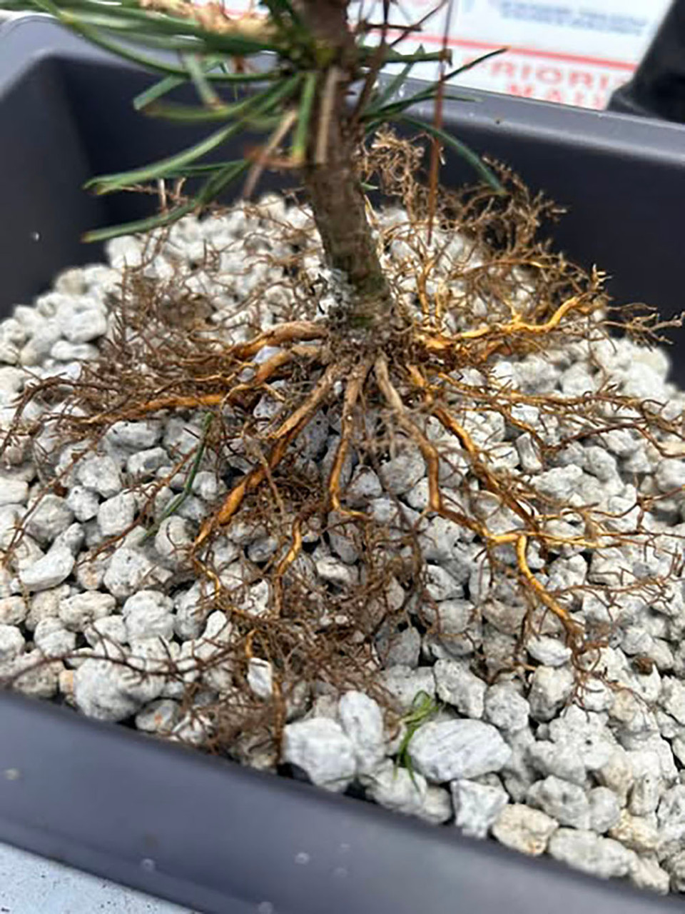 Twice Cut Mark Comstoc Japanese Black Pine Seedling Cuttings