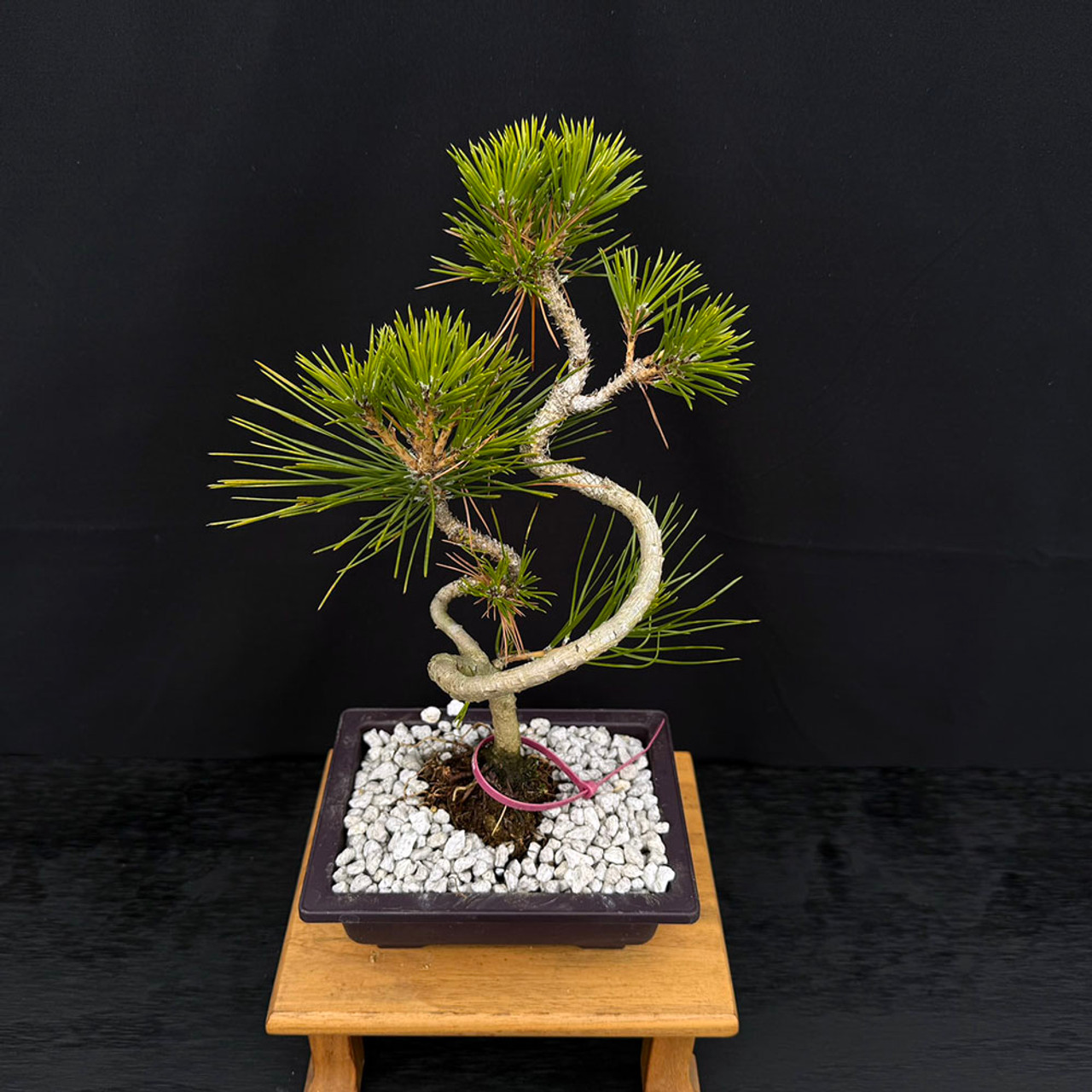 Twice Cut Mark Comstoc Japanese Black Pine Seedling Cuttings