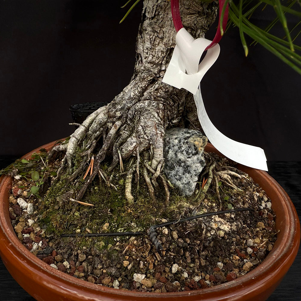 35 Year Old Root Over Rock Gerald Rainville Japanese Black Pine No