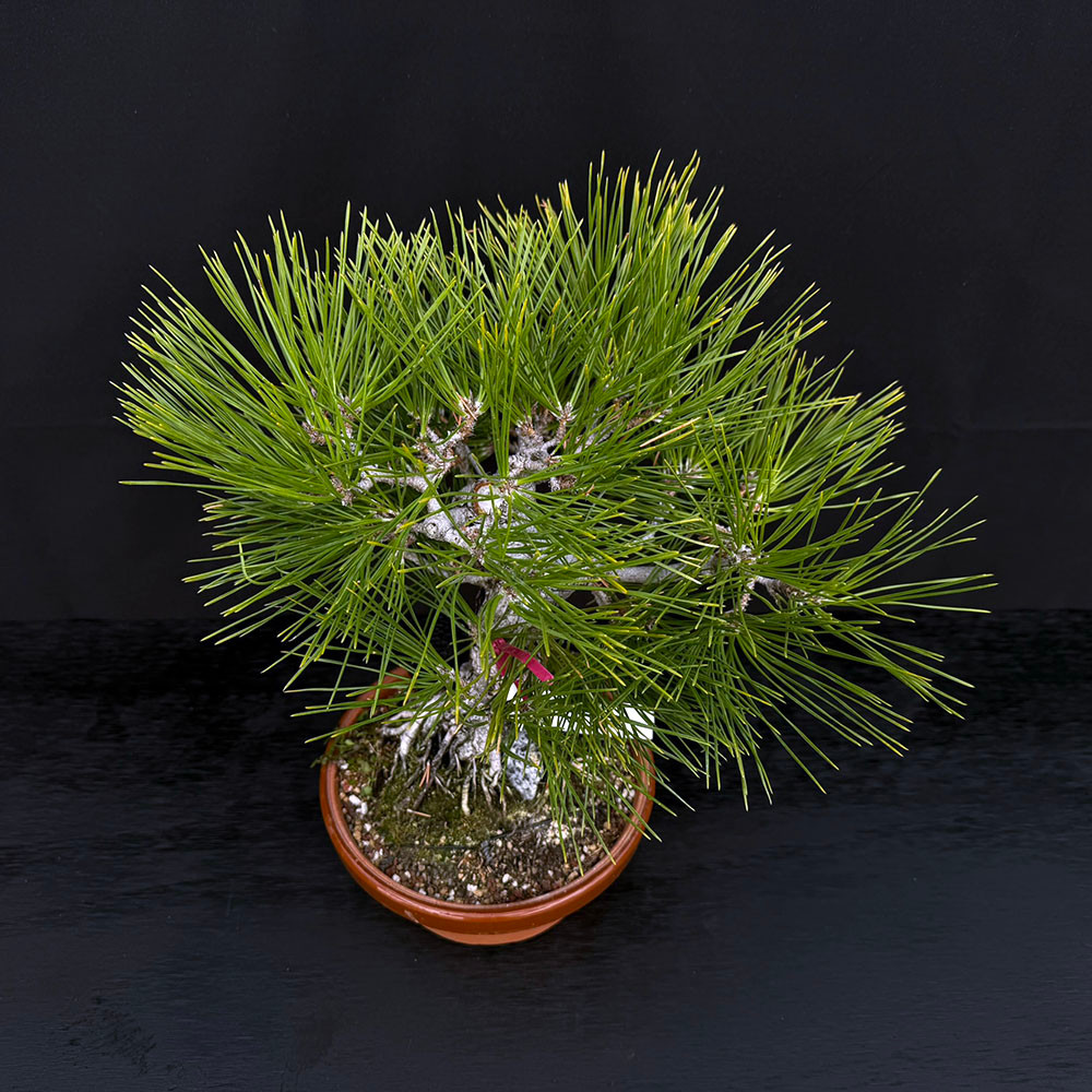 bonsai 80 cm Buddhist Pine Bonsai Artificial 80cm  HG Living Co