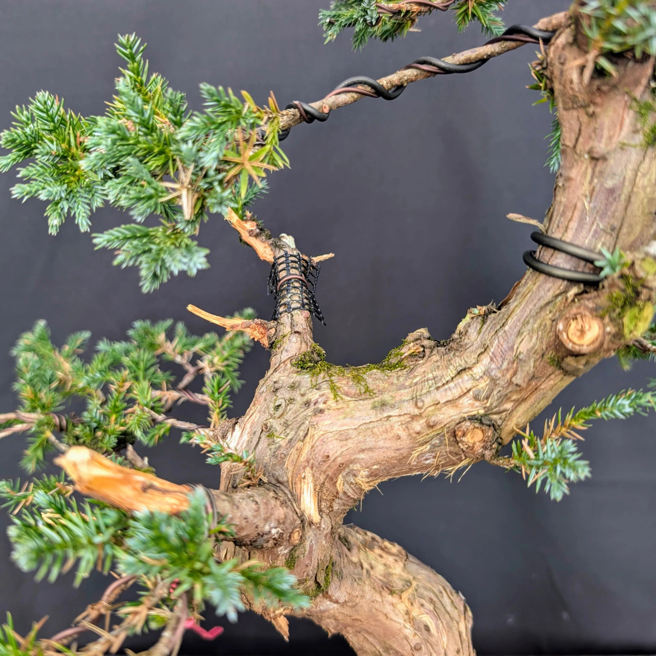 BECOME TREE ピアス　両耳 Become tree BECOME TREE TRIANGLE PIERCE – AY online