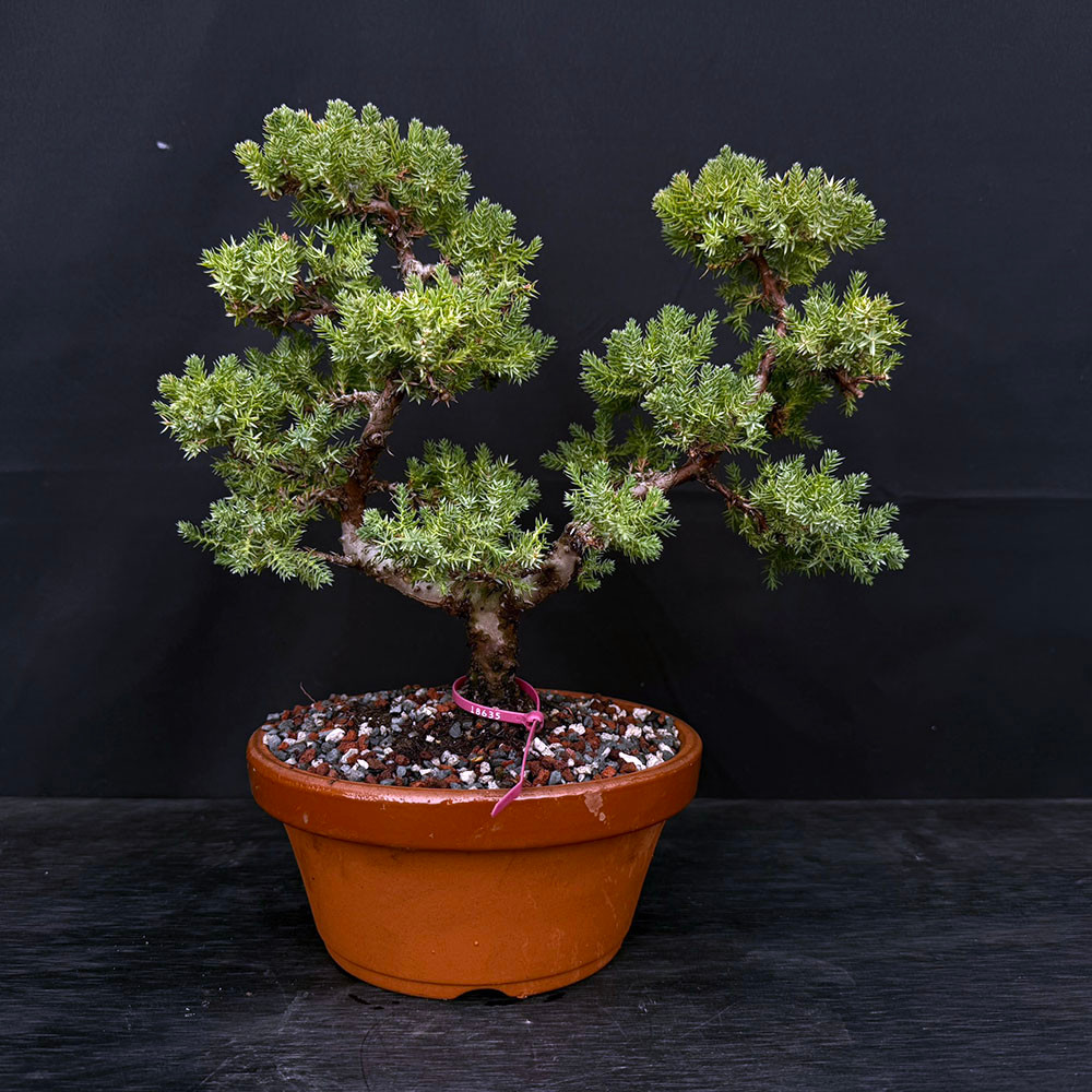 盆栽 Japanese bonsai Japanese Juniper Bonsai Tree in Unglazed Ceramic Pot (8 Year Old