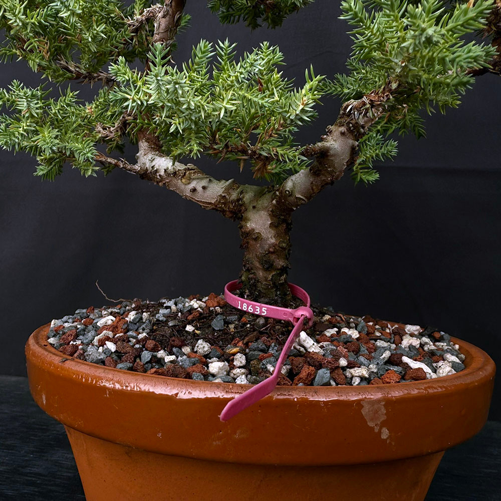 Japanese Garden Juniper 'Procumbens Nana' – 10+ Year Bonsai