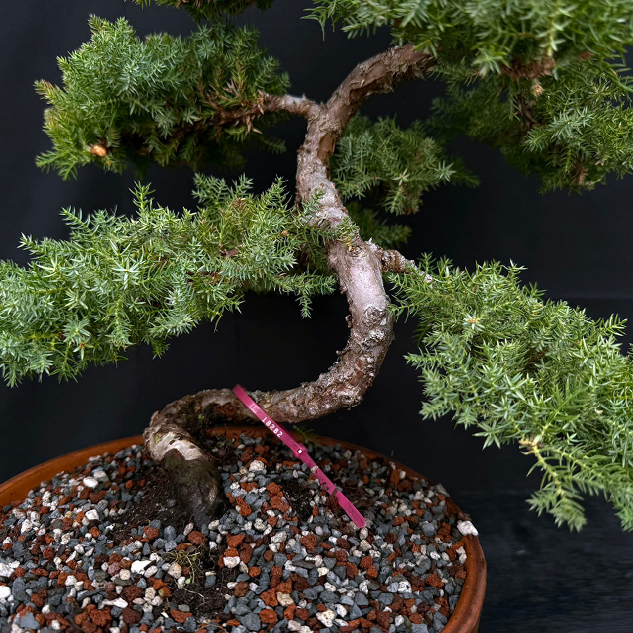 nana Japanese Garden Juniper 'Procumbens Nana' – 10+ Year Bonsai