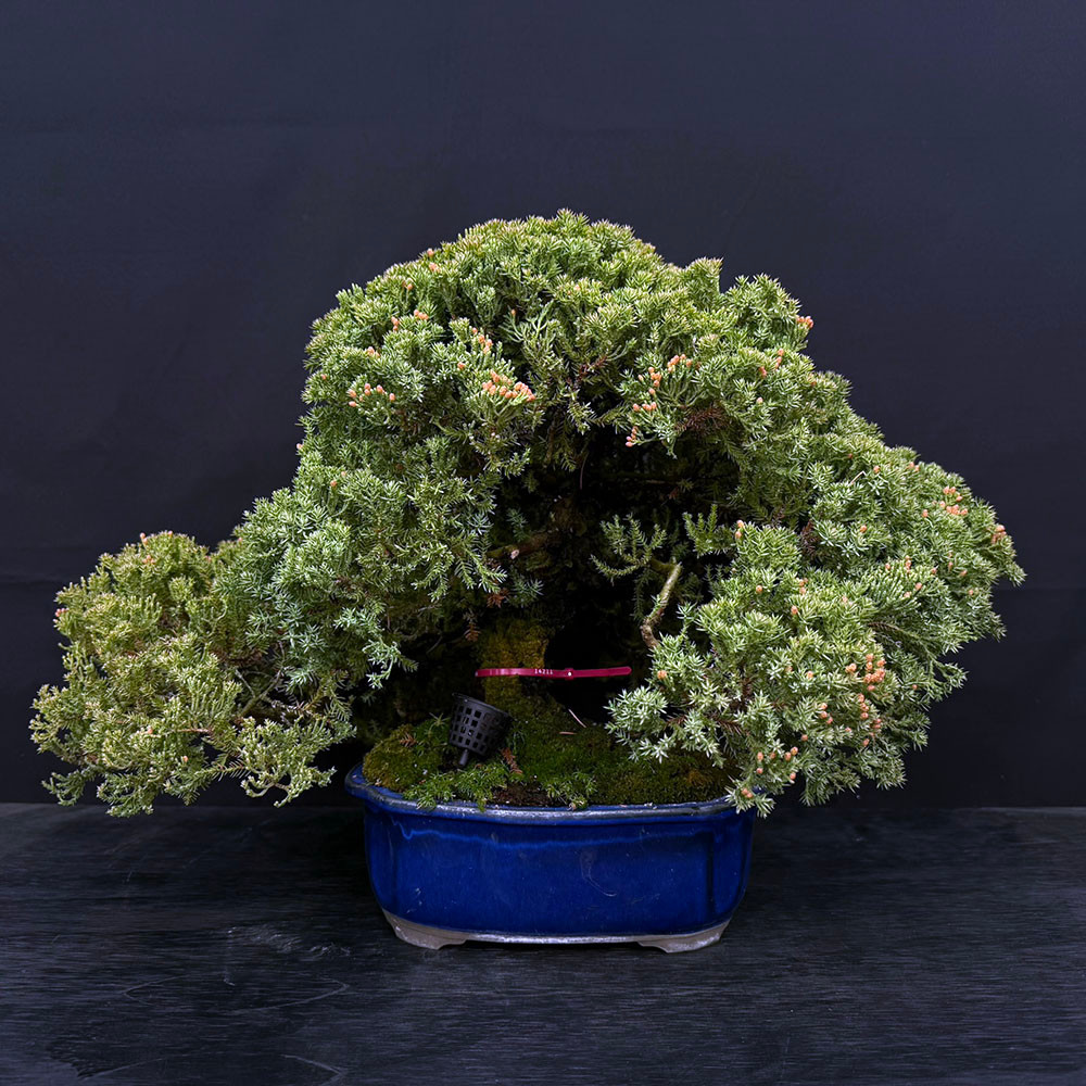 Japanese Garden Juniper 'Procumbens Nana' – 15 - 20 Year Bonsai