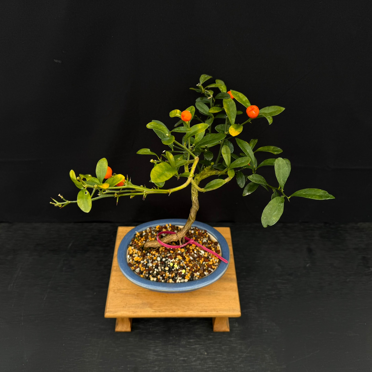 Kinzu 'Fortunella hindsii' Miniature Kumquat Bonsai in a Yixing