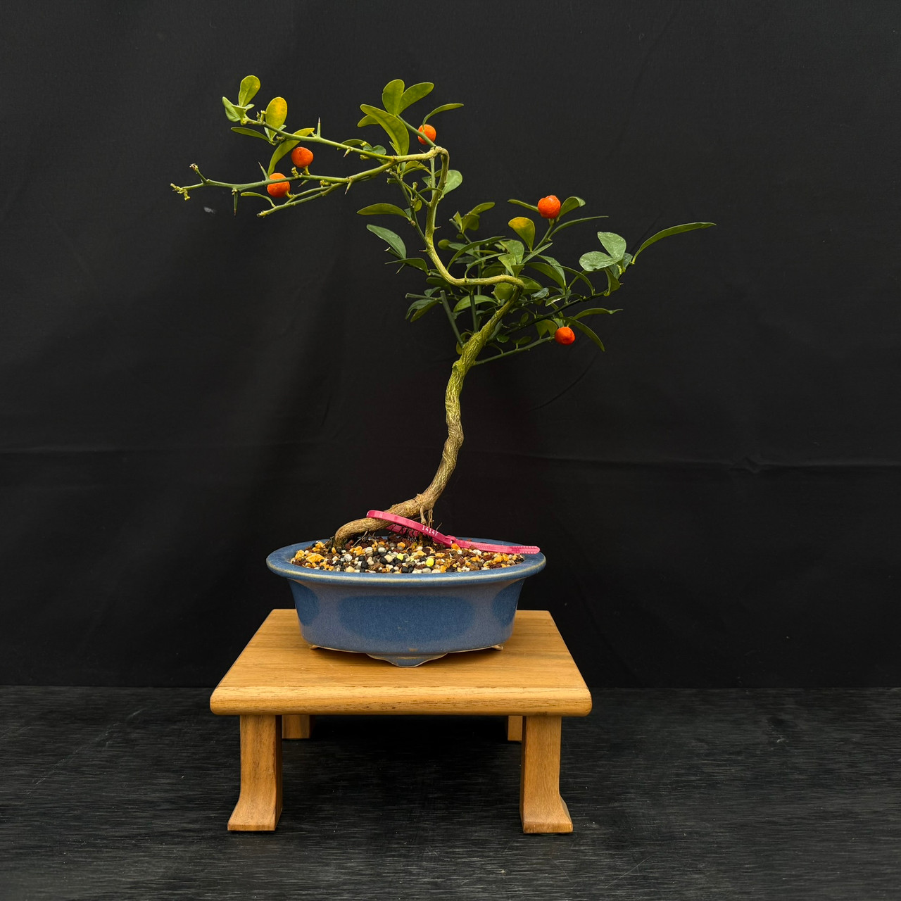●KWANSI Kinzu 'Fortunella hindsii' Miniature Kumquat Bonsai in a