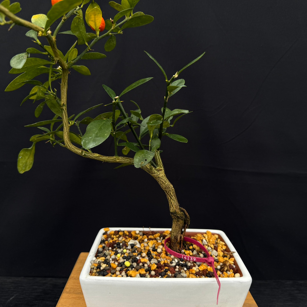 Kinzu 'Fortunella hindsii' Miniature Kumquat Bonsai in a Yixing