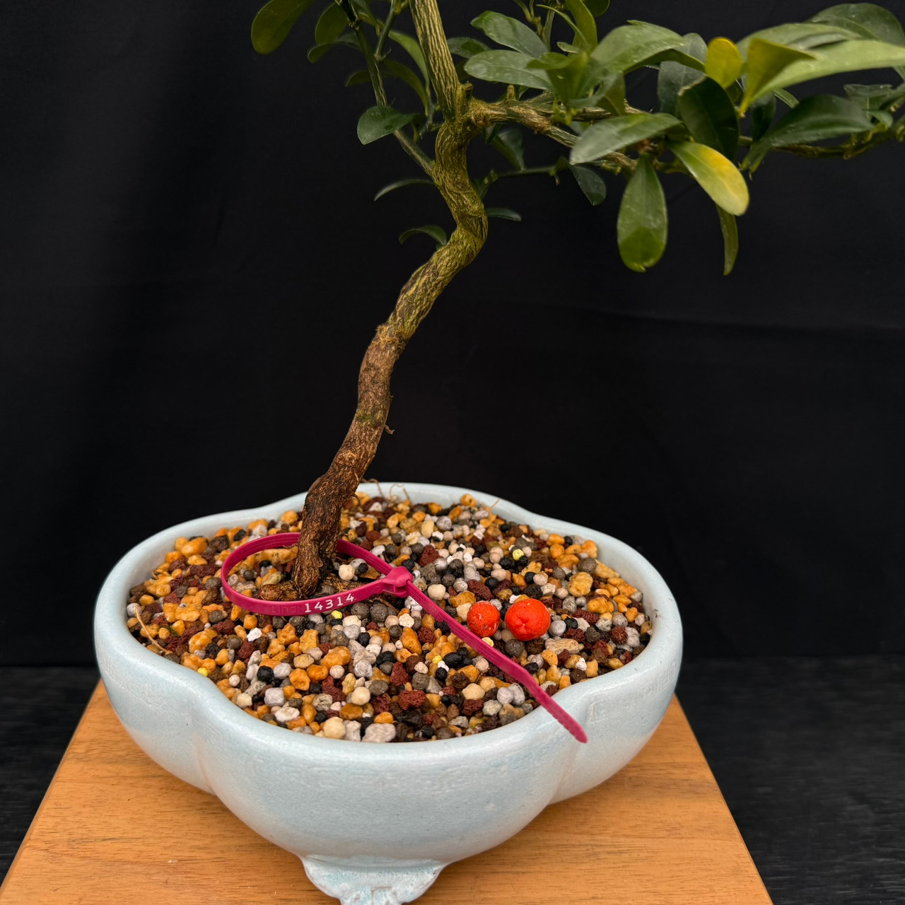 ●KWANSI Kinzu 'Fortunella hindsii' Miniature Kumquat Bonsai in a
