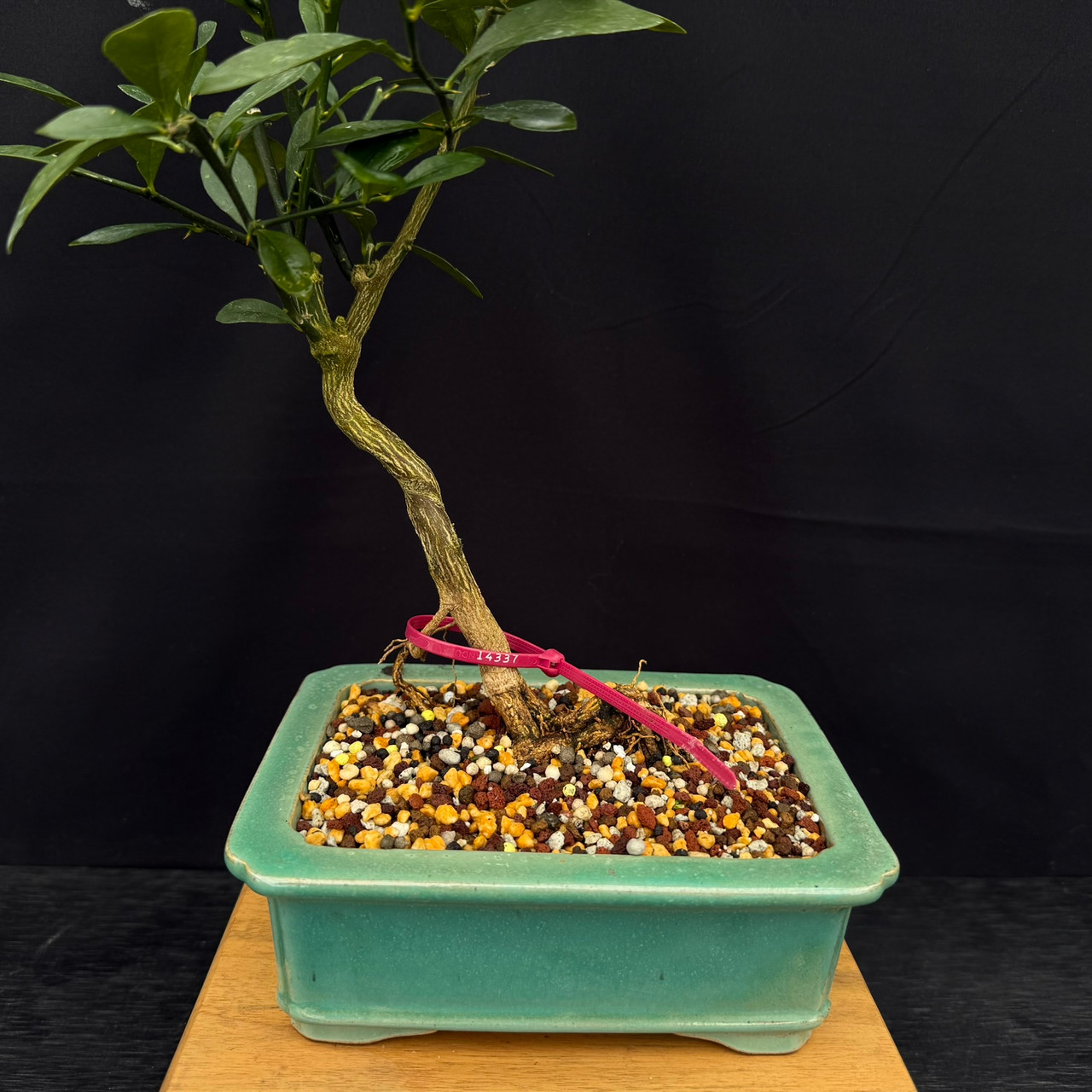 Kinzu 'Fortunella hindsii' Miniature Kumquat Bonsai in a