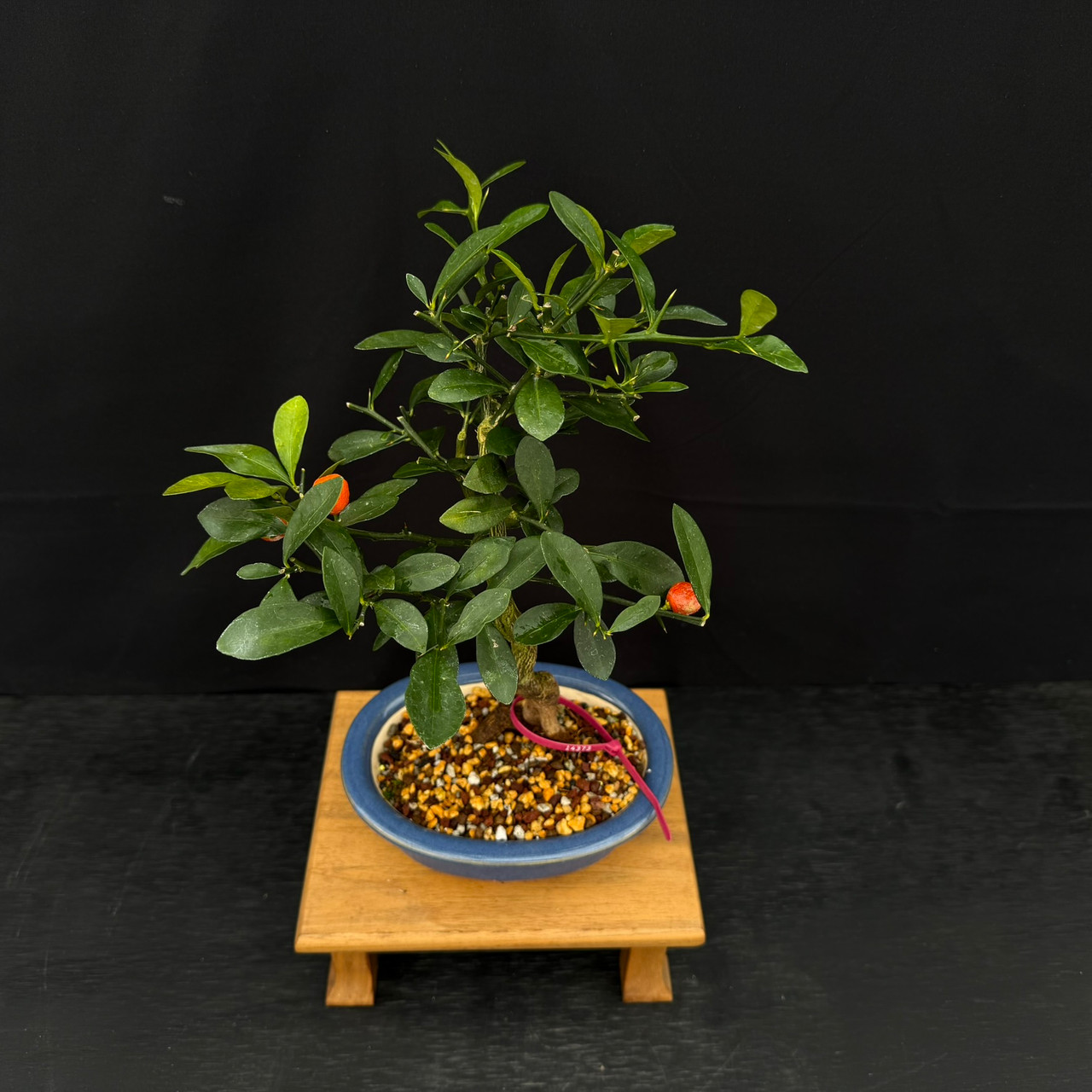 Kinzu 'Fortunella hindsii' Miniature Kumquat Bonsai in a