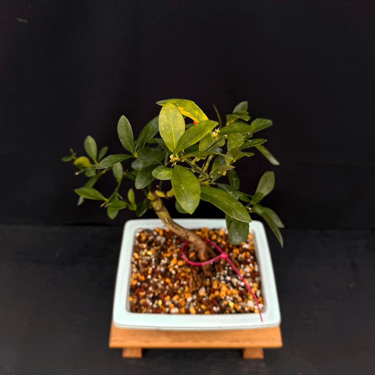 ●KWANSI Kinzu 'Fortunella hindsii' Miniature Kumquat Bonsai in a