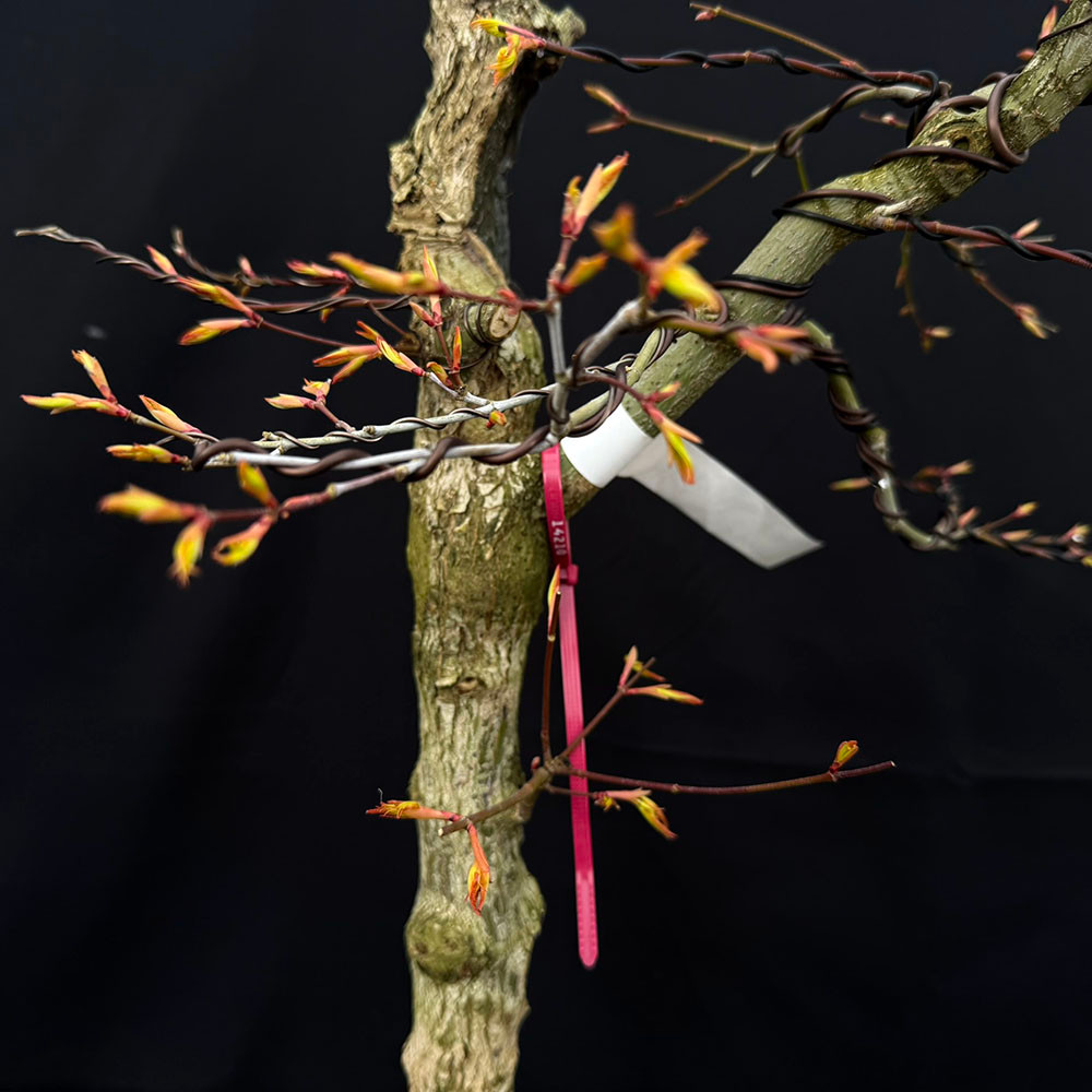 Katsura Japanese Maple Bonsai in Wood-Fired Bruce Lenore Pot No. 14210