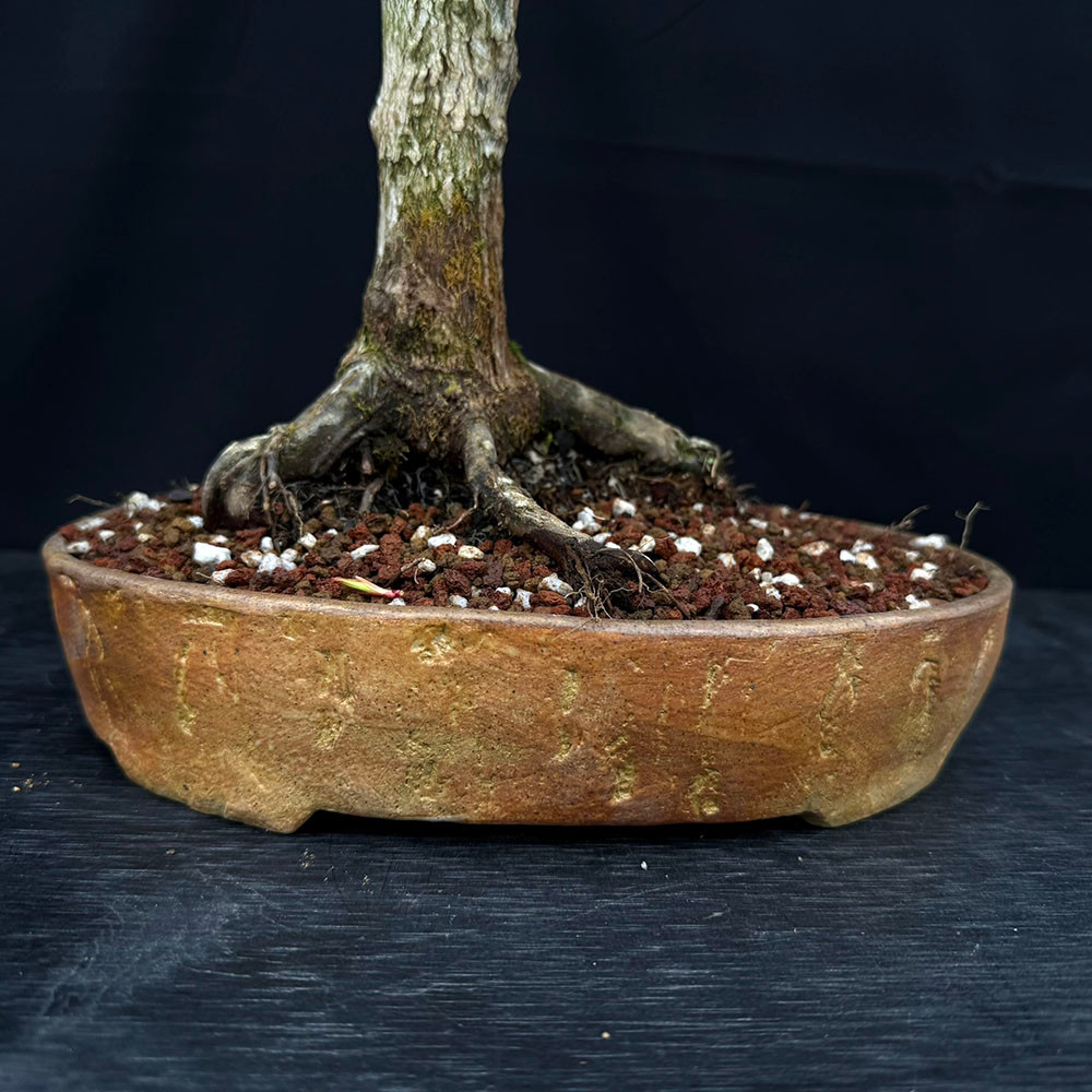 Katsura Japanese Maple Bonsai in Wood-Fired Bruce Lenore Pot No. 14210