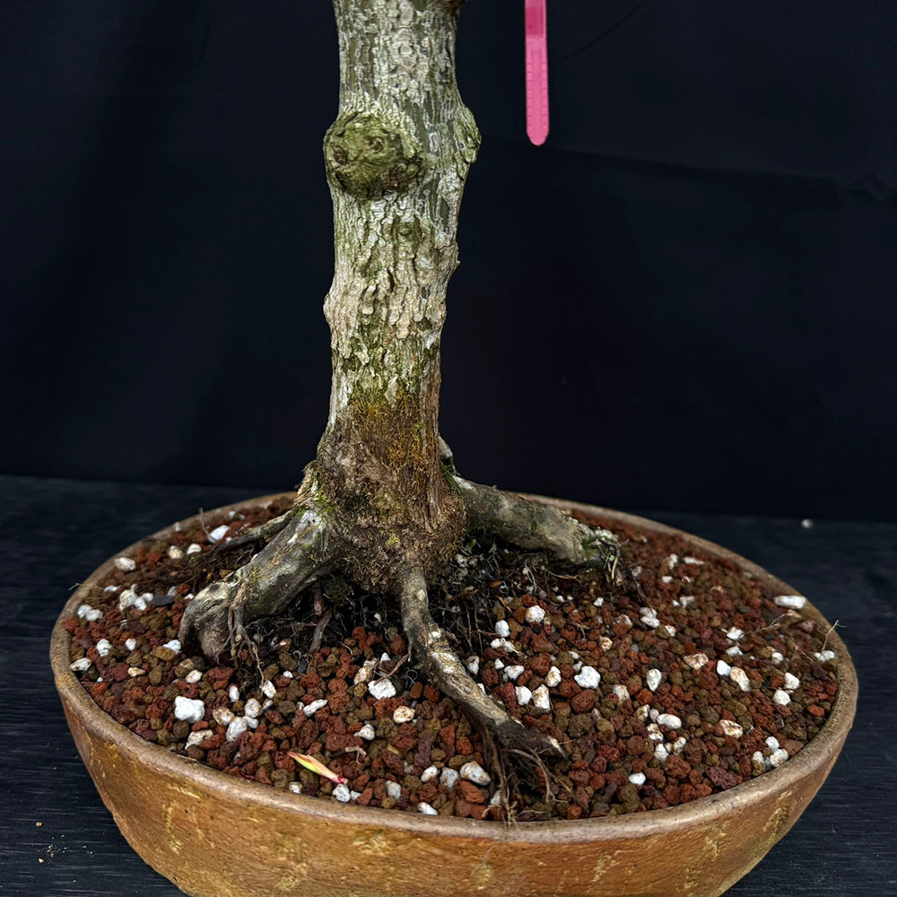katsura Katsura Japanese Maple Bonsai in Wood-Fired Bruce Lenore Pot No. 14210