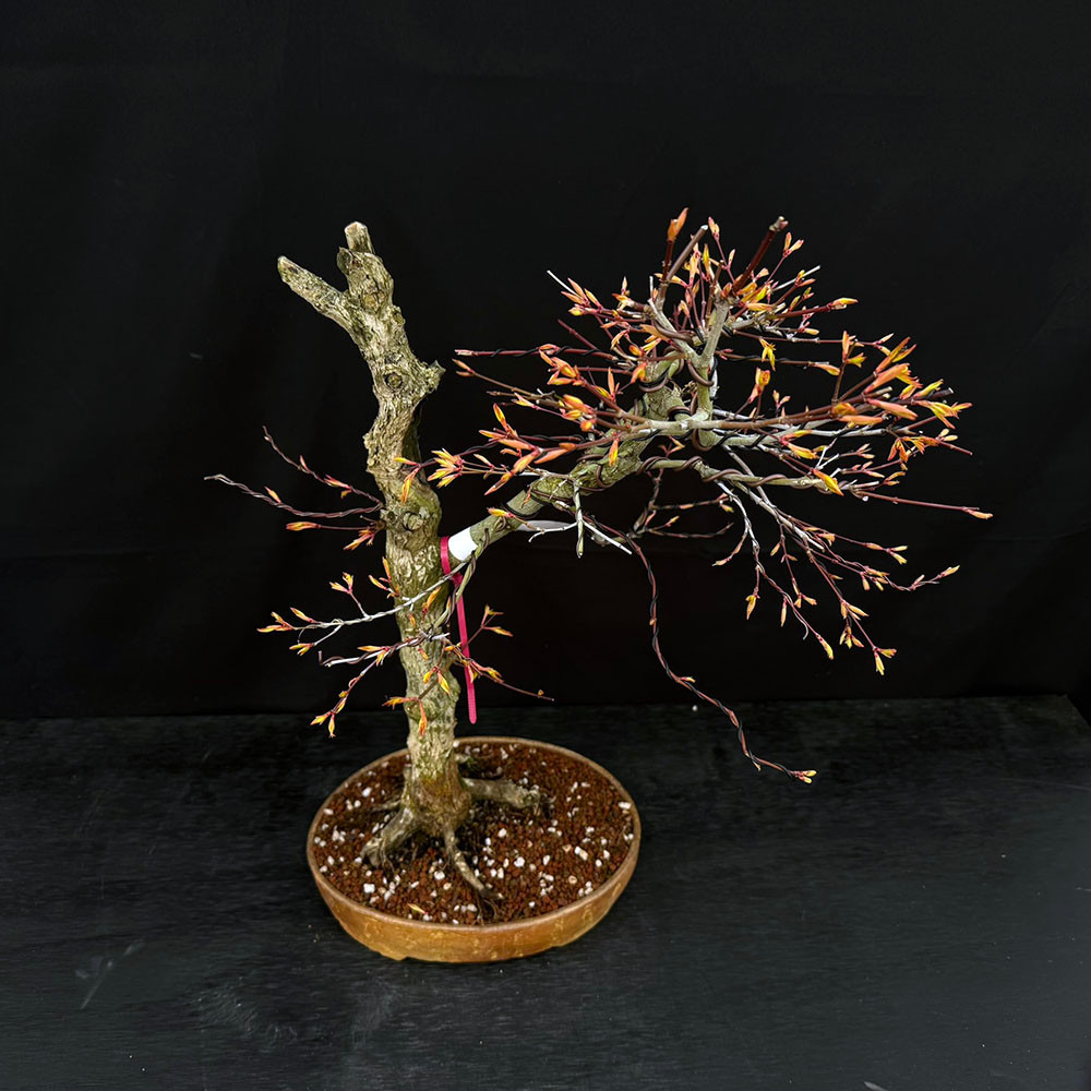 katsura Katsura Japanese Maple Bonsai in Wood-Fired Bruce Lenore Pot No. 14210